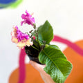 African Violet - Streptocarpus 'Harlequin Dawn' - Welsh Grown - Sprouts of Bristol