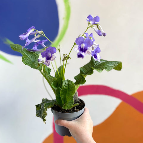 African Violet - Streptocarpus 'Harlequin Moonlight' - Welsh Grown - Sprouts of Bristol