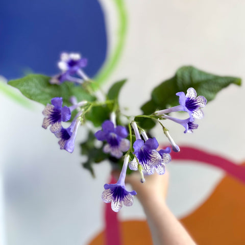 African Violet - Streptocarpus 'Harlequin Moonlight' - Welsh Grown - Sprouts of Bristol