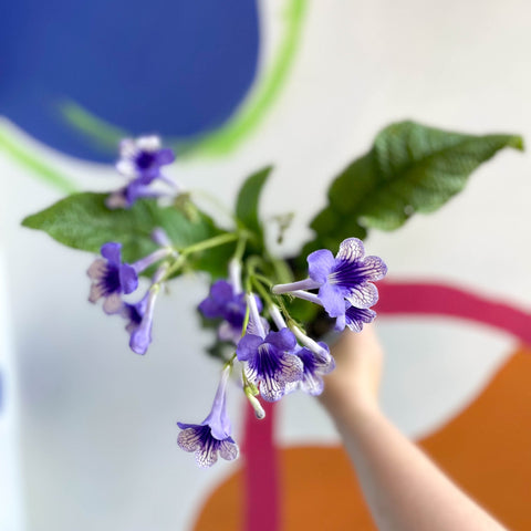 African Violet - Streptocarpus 'Harlequin Moonlight' - Welsh Grown - Sprouts of Bristol