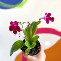 African Violet - Streptocarpus 'Hope' - Welsh Grown - Sprouts of Bristol