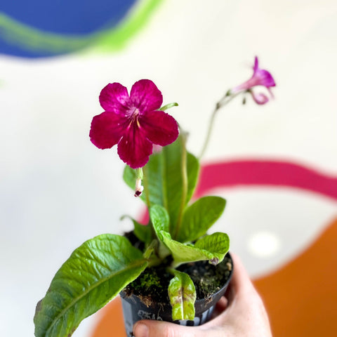 African Violet - Streptocarpus 'Hope' - Welsh Grown - Sprouts of Bristol