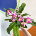 African Violet - Streptocarpus 'Isla' - Welsh Grown - Sprouts of Bristol
