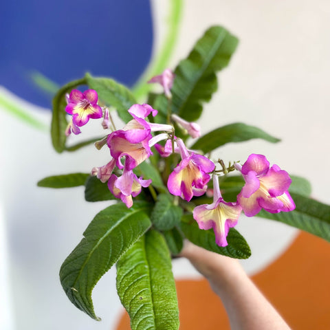 African Violet - Streptocarpus 'Isla' - Welsh Grown - Sprouts of Bristol