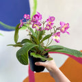 African Violet - Streptocarpus 'Isla' - Welsh Grown - Sprouts of Bristol