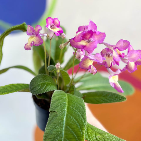 African Violet - Streptocarpus 'Isla' - Welsh Grown - Sprouts of Bristol
