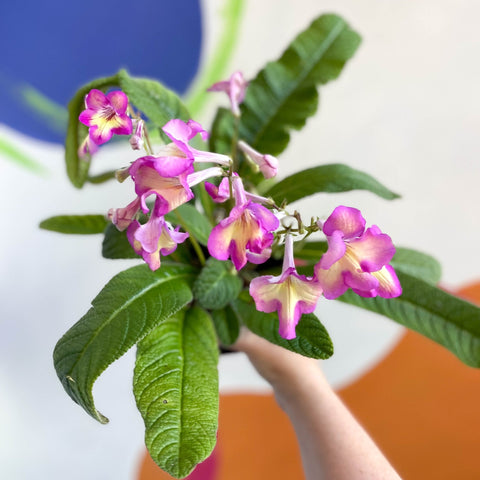 African Violet - Streptocarpus 'Isla' - Welsh Grown - Sprouts of Bristol