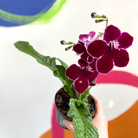 African Violet - Streptocarpus 'Leah' - Welsh Grown - Sprouts of Bristol