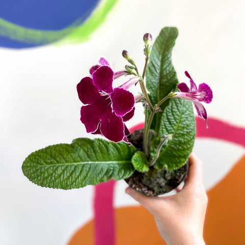 African Violet - Streptocarpus 'Leah' - Welsh Grown - Sprouts of Bristol