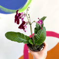 African Violet - Streptocarpus 'Leah' - Welsh Grown - Sprouts of Bristol