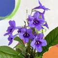 African Violet - Streptocarpus 'Lucille' - Welsh Grown - Sprouts of Bristol