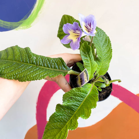 African Violet - Streptocarpus 'Natalie' - Welsh Grown - Sprouts of Bristol