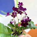African Violet - Streptocarpus 'Patricia' - Welsh Grown - Sprouts of Bristol