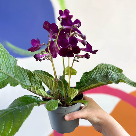 African Violet - Streptocarpus 'Patricia' - Welsh Grown - Sprouts of Bristol