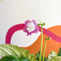 African Violet - Streptocarpus 'Rose Halo' - Welsh Grown - Sprouts of Bristol