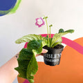 African Violet - Streptocarpus 'Rose Halo' - Welsh Grown - Sprouts of Bristol