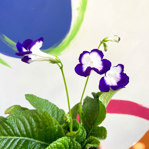 African Violet - Streptocarpus 'Roulette Azur' - Welsh Grown - Sprouts of Bristol