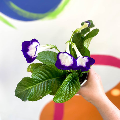 African Violet - Streptocarpus 'Roulette Azur' - Welsh Grown - Sprouts of Bristol