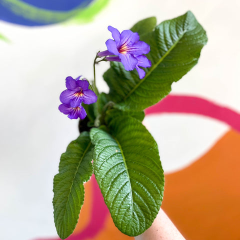African Violet - Streptocarpus 'Tanya' - Welsh Grown - Sprouts of Bristol