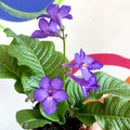 African Violet - Streptocarpus 'Tanya' - Welsh Grown - Sprouts of Bristol