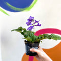 African Violet - Streptocarpus 'Tanya' - Welsh Grown - Sprouts of Bristol