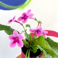 African Violet - Streptocarpus 'Tina' - Welsh Grown - Sprouts of Bristol
