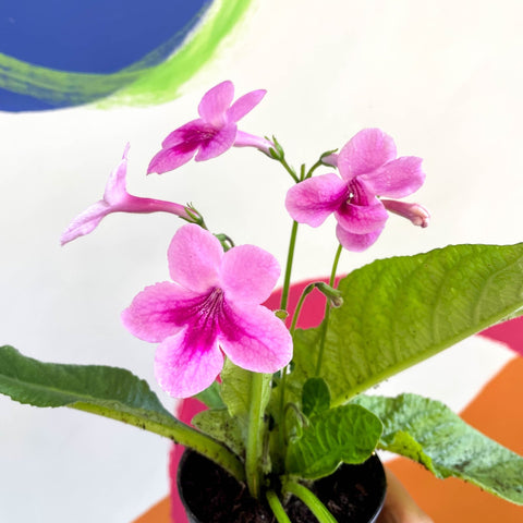 African Violet - Streptocarpus 'Tina' - Welsh Grown - Sprouts of Bristol