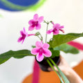 African Violet - Streptocarpus 'Tina' - Welsh Grown - Sprouts of Bristol