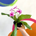 African Violet - Streptocarpus 'Tina' - Welsh Grown - Sprouts of Bristol