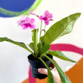 African Violet - Streptocarpus 'Tina' - Welsh Grown - Sprouts of Bristol