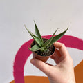 Agave filifera - Sprouts of Bristol