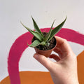 Agave filifera - Sprouts of Bristol