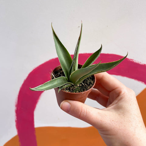 Agave filifera - Sprouts of Bristol