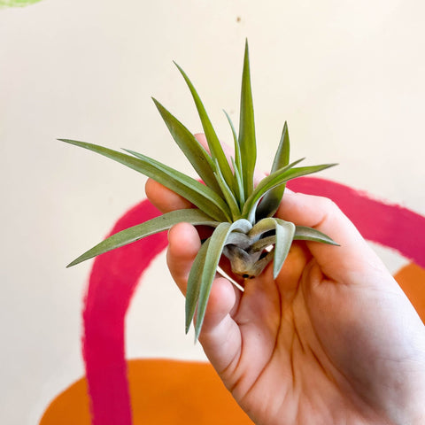 Air Plant - Tillandsia aeranthos - Sprouts of Bristol