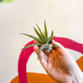 Air Plant - Tillandsia aeranthos - Sprouts of Bristol