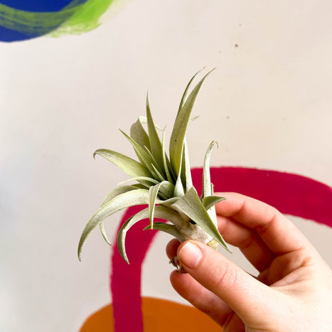 Air Plant - Tillandsia aranthos - Sprouts of Bristol