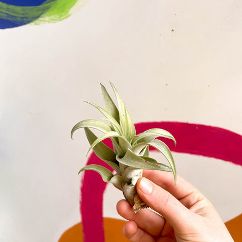 Air Plant - Tillandsia aranthos - Sprouts of Bristol
