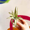 Air Plant - Tillandsia aranthos - Sprouts of Bristol