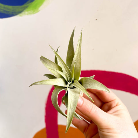 Air Plant - Tillandsia aranthos - Sprouts of Bristol