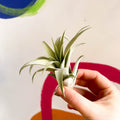 Air Plant - Tillandsia aranthos - Sprouts of Bristol