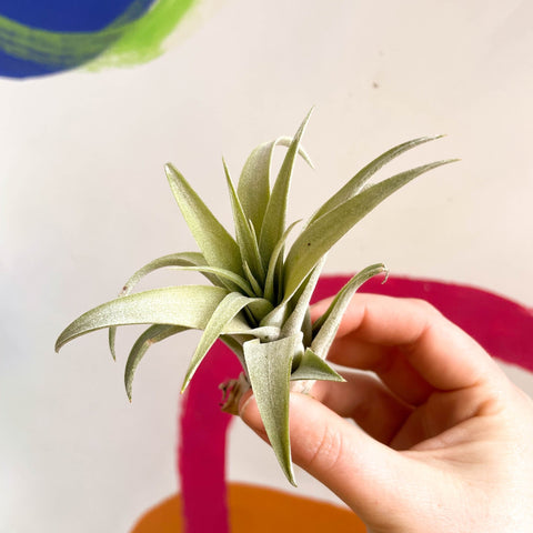 Air Plant - Tillandsia aranthos - Sprouts of Bristol