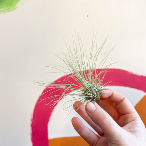 Air Plant - Tillandsia argentea - Sprouts of Bristol