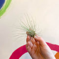 Air Plant - Tillandsia argentea - Sprouts of Bristol