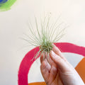 Air Plant - Tillandsia argentea - Sprouts of Bristol
