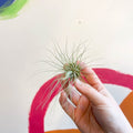 Air Plant - Tillandsia argentea - Sprouts of Bristol