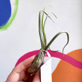 Air Plant - Tillandsia baileyi - Sprouts of Bristol