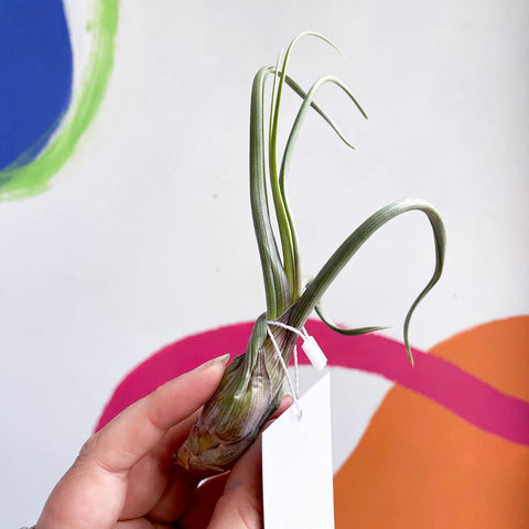 Air Plant - Tillandsia baileyi - Sprouts of Bristol