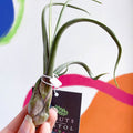 Air Plant - Tillandsia baileyi - Sprouts of Bristol