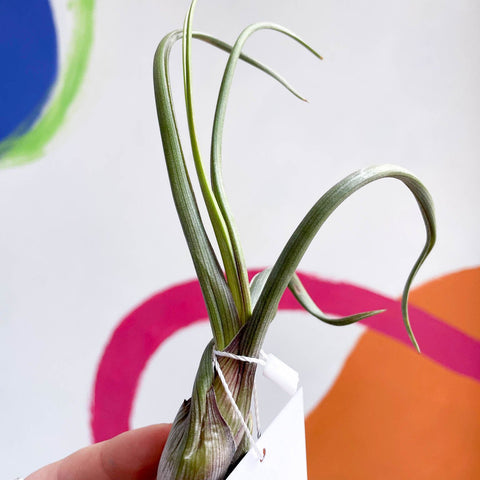Air Plant - Tillandsia baileyi - Sprouts of Bristol