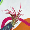 Air Plant - Tillandsia capitata - Sprouts of Bristol